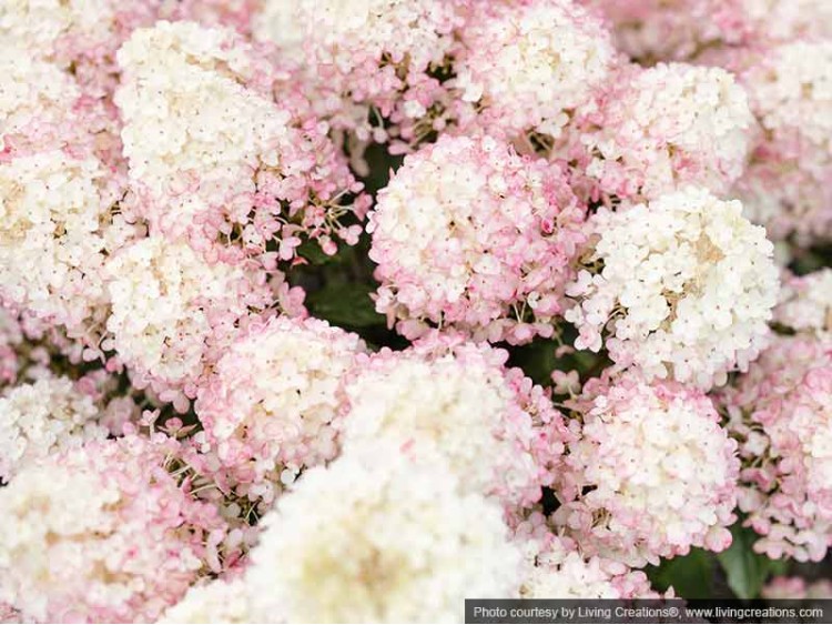 Hydrangea Living Little Rosy PBR NOVELTY