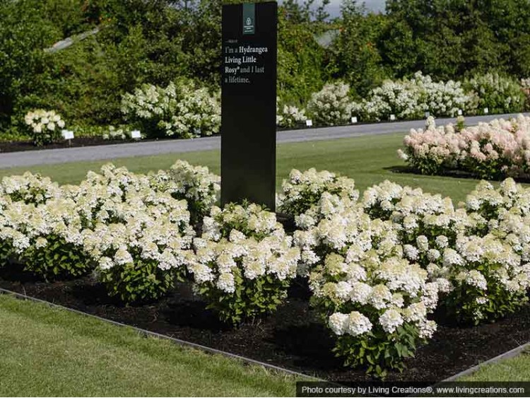 Hydrangea Living Little Rosy PBR NOVELTY