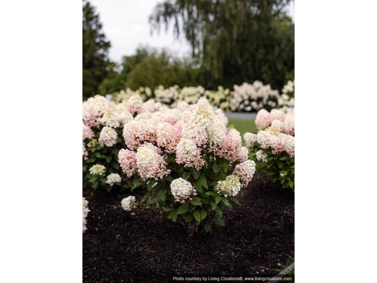 Hydrangea Living Little Rosy PBR NOVELTY