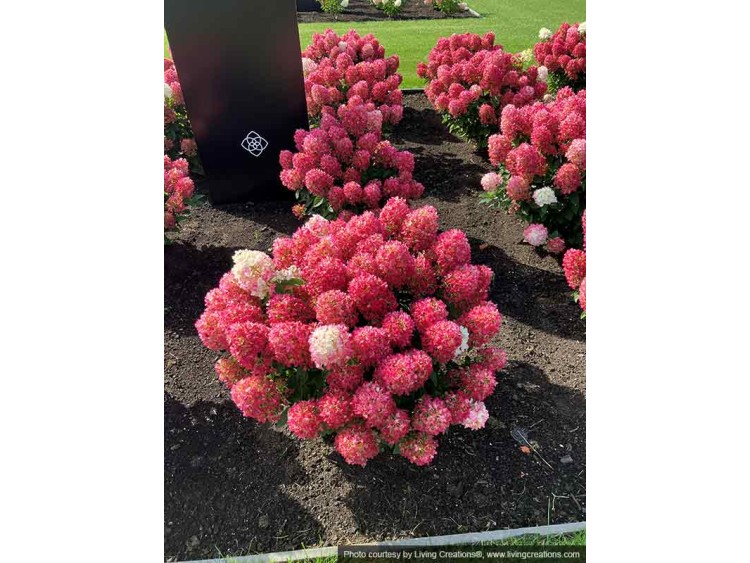 Hydrangea Living Little Rosy PBR NOVELTY