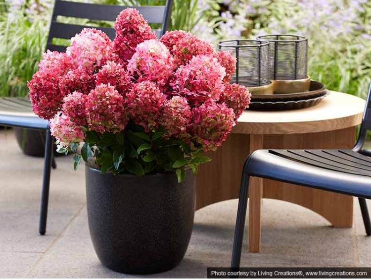 Hydrangea Living Little Rosy PBR NOVELTY