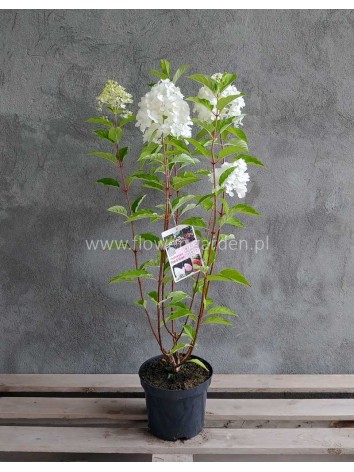 Hortensja bukietowa Living Pink & Rose ®