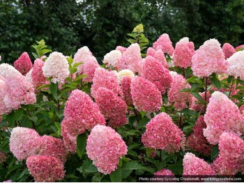 Hortensja bukietowa Living Pink & Rose ®