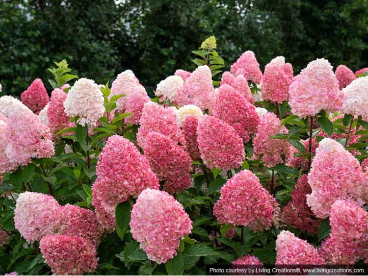 Hortensja bukietowa Living Pink & Rose ®