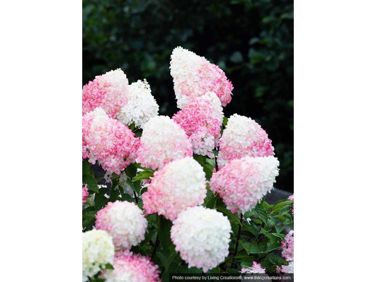 Hortensja bukietowa Living Pink & Rose ®