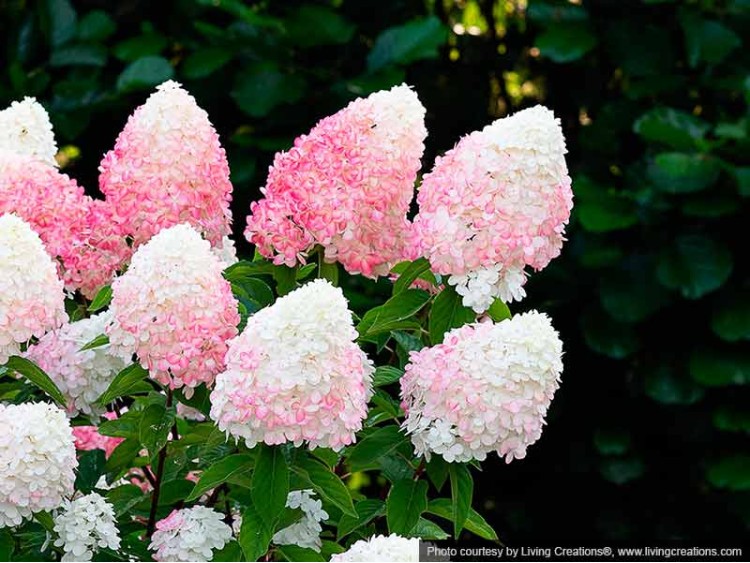 Hortensja bukietowa Living Pink & Rose ®