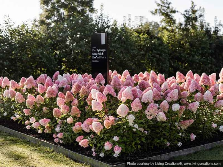 Hortensja bukietowa Living Pink & Rose ®