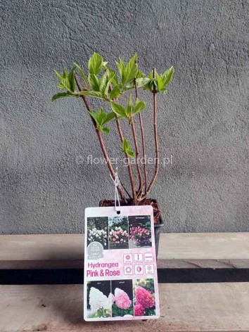 Hortensja bukietowa Living Pink & Rose ®