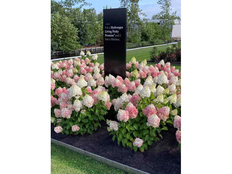 Hydrangea Living Pinky Promise PBR NOVELTY