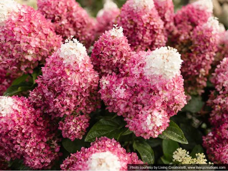 Hydrangea Living Red Velvet PBR NOVELTY