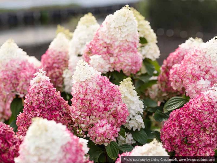 Hydrangea Living Red Velvet PBR NOVELTY