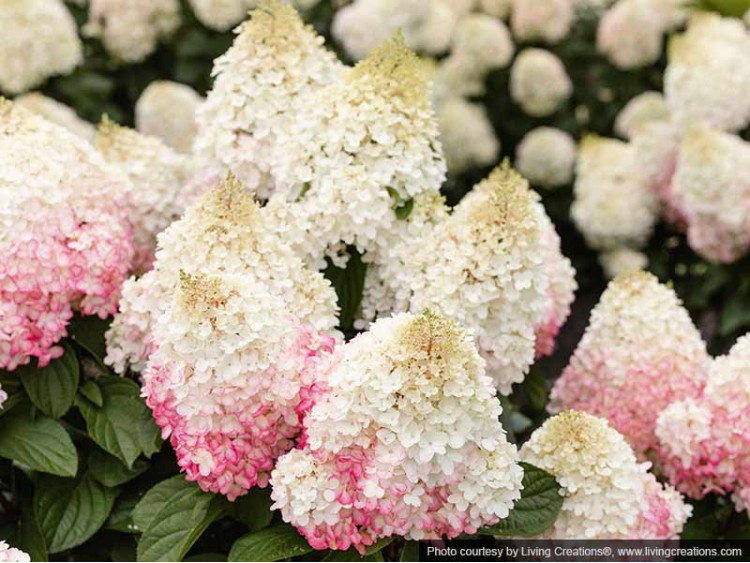 Hydrangea Living Red Velvet PBR NOVELTY