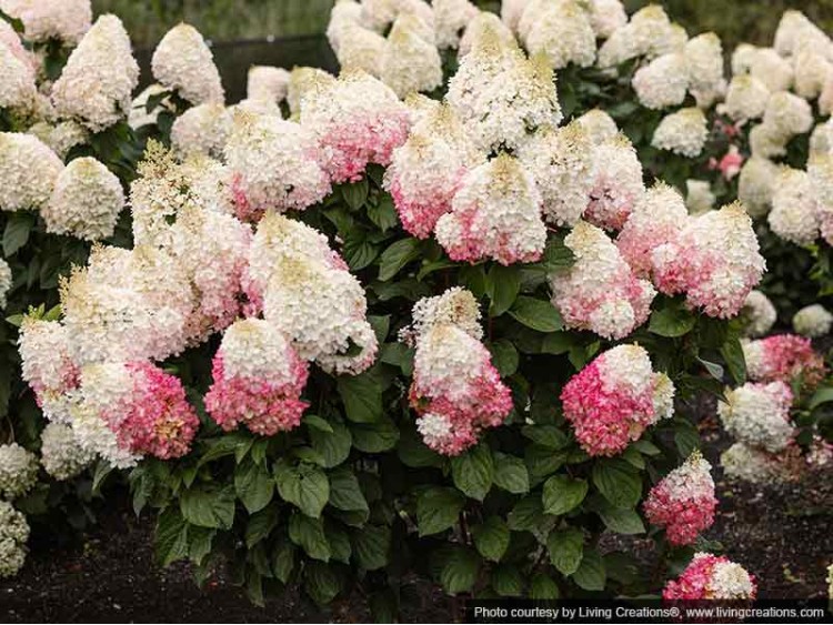 Hydrangea Living Red Velvet PBR NOVELTY