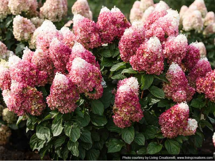 Hydrangea Living Red Velvet PBR NOVELTY