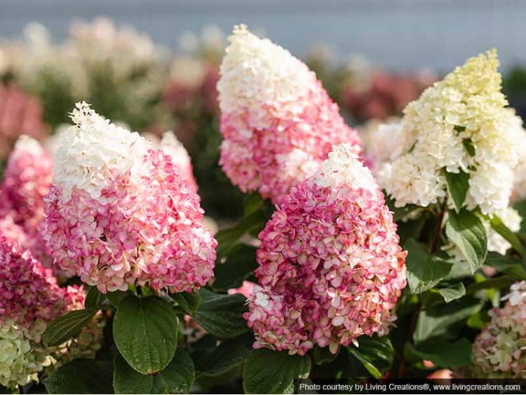 Hydrangea Living Red Velvet PBR NOVELTY