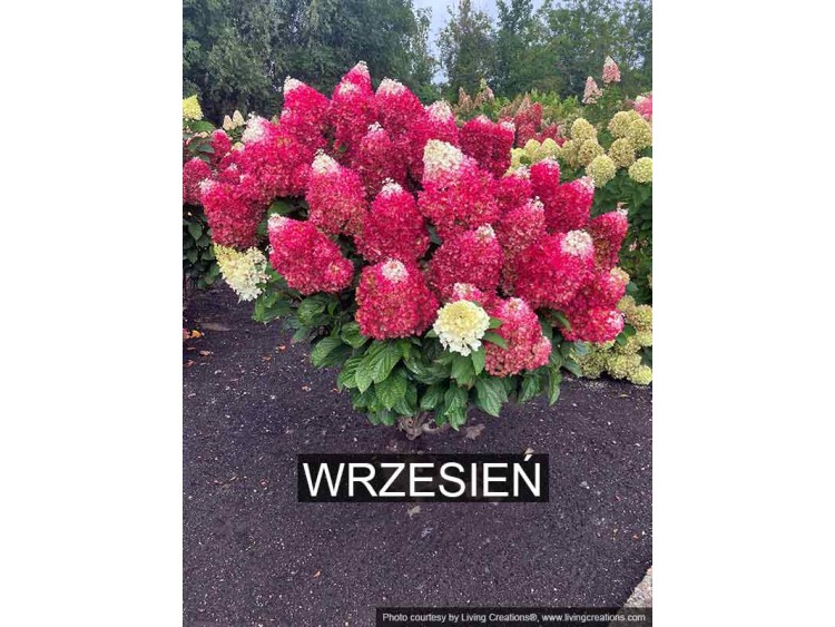 Hydrangea Living Red Velvet PBR NOVELTY