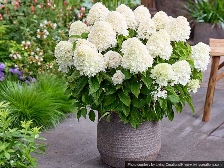 Hydrangea Living Sugar Rush PBR NOVELTY