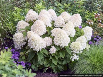 Hydrangea Living Sugar Rush PBR NOVELTY