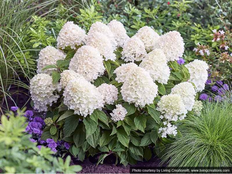 Hydrangea Living Sugar Rush PBR NOVELTY