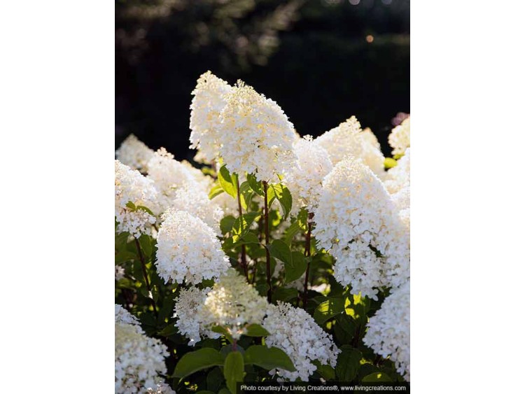 Hydrangea Living Sugar Rush PBR NOVELTY