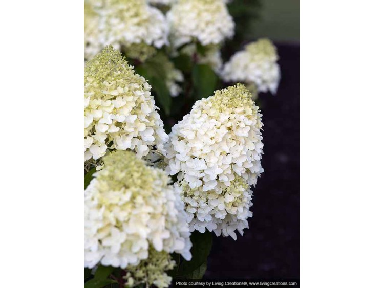 Hydrangea Living Sugar Rush PBR NOVELTY