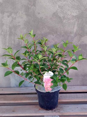 Hortensja bukietowa SUNDAE FRAISE Rensun ®