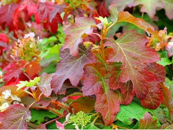 Hortensja dębolistna Burgundy