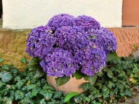 Hortensja ogrodowa Curly® Sparkle Blue Purple PBR