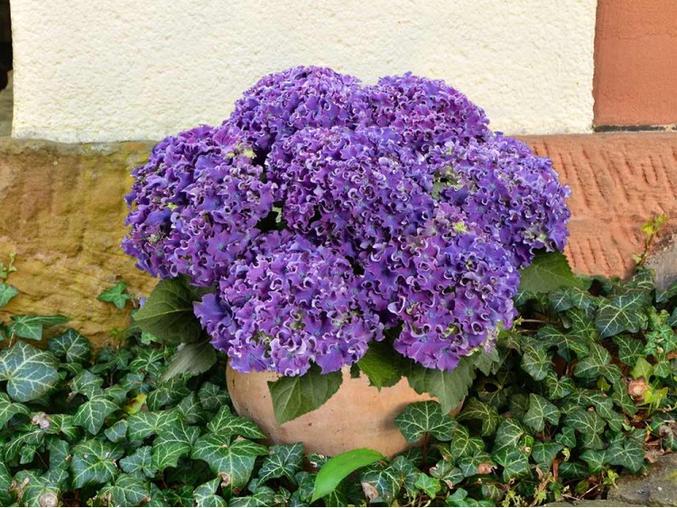 Hortensja ogrodowa Curly® Sparkle Blue Purple PBR