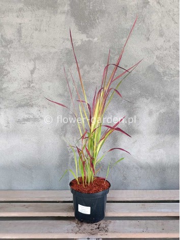 Imperata cylindryczna Red Baron