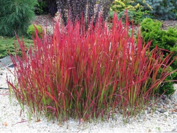 Imperata cylindryczna Red Baron