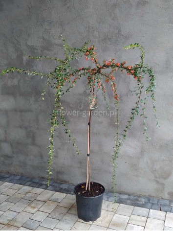 Irga Coral Beauty na pniu 90-100cm