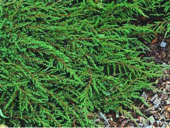 Jałowiec płożący Green Carpet Na Pniu 90cm