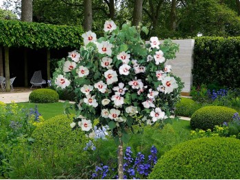 Ketmia syryjska hibiskus biały z oczkiem na pniu 100cm