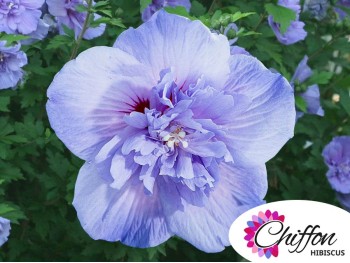 Ketmia syryjska hibiskus BLUE CHIFFON® Notwood3 PBR