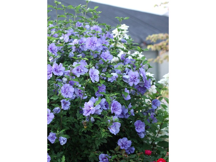 Ketmia syryjska hibiskus BLUE CHIFFON® Notwood3 PBR