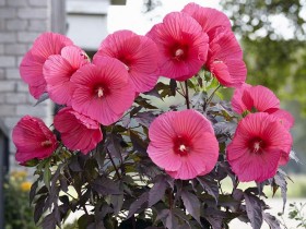 Ketmia bylinowa (hibiskus) Carousel Pink Passion ®