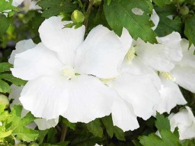 Ketmia syryjska (hibiskus) Diana