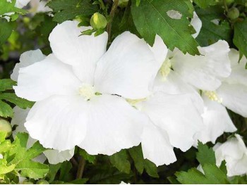 Ketmia syryjska (hibiskus) Diana