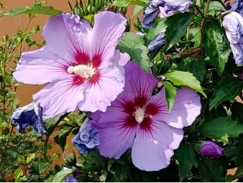 Ketmia syryjska (hibiskus) Maike