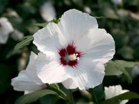 Ketmia syryjska (hibiskus) Monstrosus