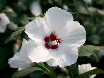 Ketmia syryjska (hibiskus) Monstrosus