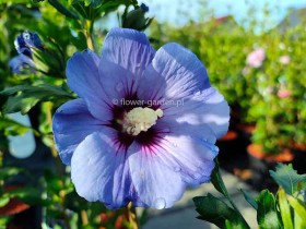 Ketmia syryjska hibiskus Oiseau Blue