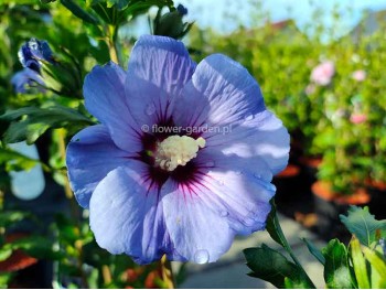 Ketmia syryjska hibiskus Oiseau Blue