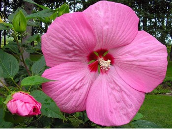 Ketmia syryjska (hibiskus) Pink Giant