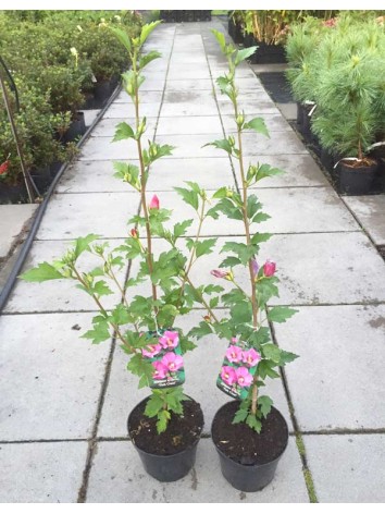 Ketmia syryjska (hibiskus) Pink Giant