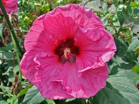 Ketmia bylinowa (hibiskus) Plum Crazy