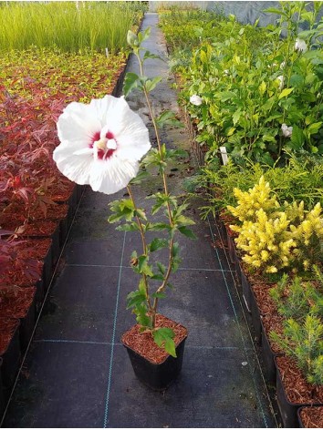 Ketmia syryjska (hibiskus) Red Heart