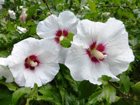 Ketmia syryjska (hibiskus) Red Heart