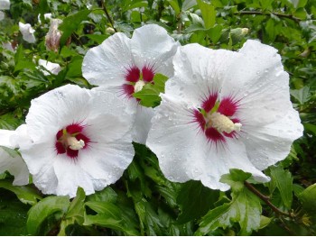 Ketmia syryjska (hibiskus) Red Heart